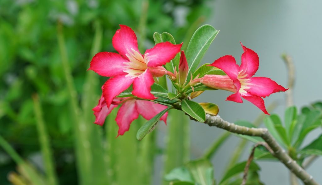 azalea