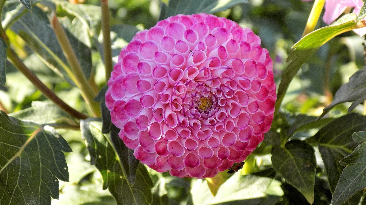 dahlia-3086601_1280