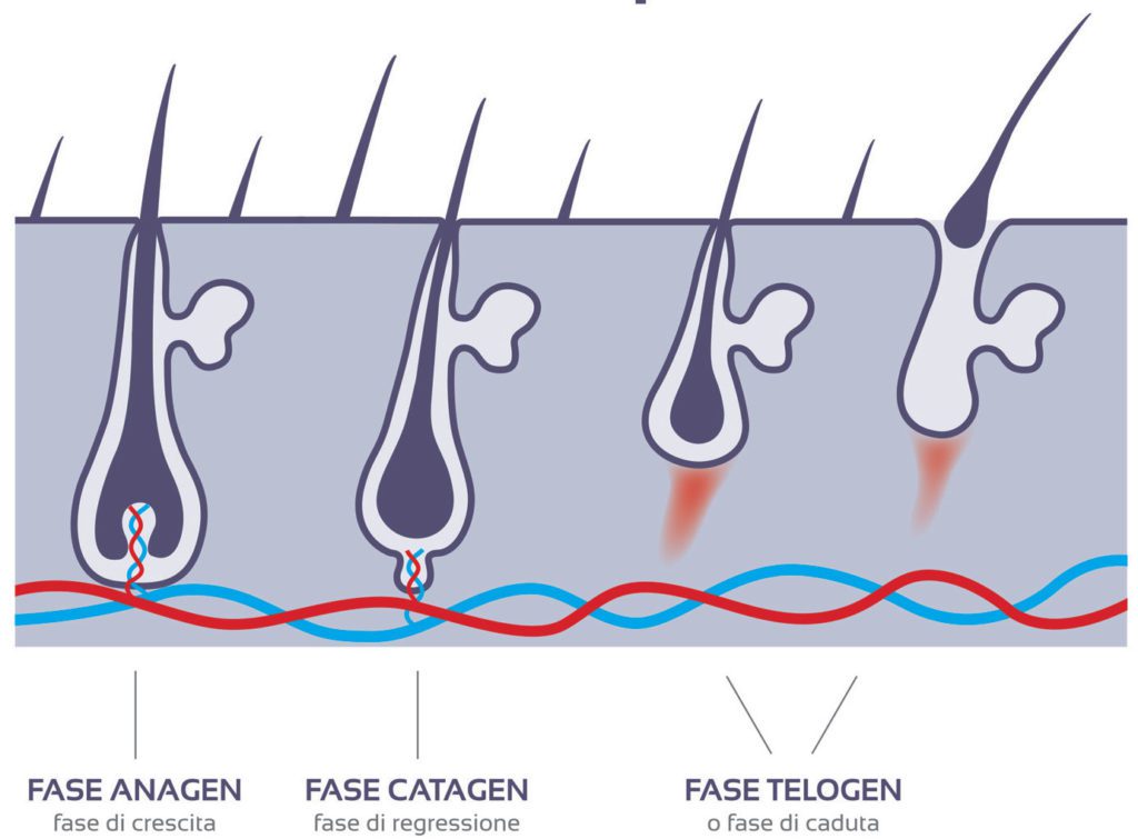 epilate-fase-crescita-pelo-epilazione-definitiva-2